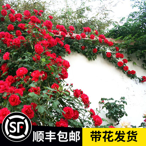 蔷薇花苗藤本月季爬藤庭院大苗