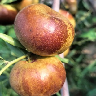 蟠枣树果苗矮化枣树甜蟠枣苗早脆王枣苗树活苗南北方种植果树果苗