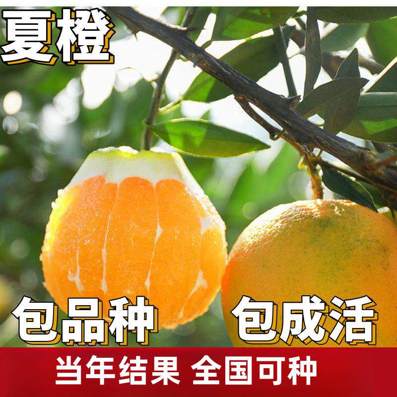 夏橙苗南北方庭院地栽种植特大果树果苗盆栽嫁接橙子树苗当年结果