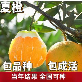 夏橙苗南北方庭院地栽种植特大果树果苗盆栽嫁接橙子树苗当年结果