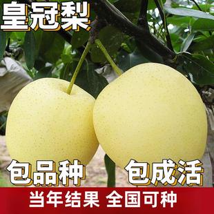 皇冠梨苗梨树果苗南北方庭院地栽特大果树阳台盆栽嫁接当年结果