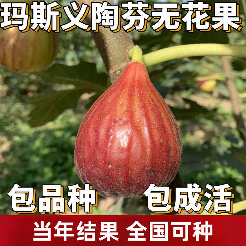 玛斯义陶芬无花果苗南北方庭院地栽特大果树阳台盆栽耐寒当年结果