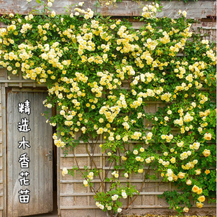 木香花苗攀爬藤植物庭院四季蔷薇浓香型黄红色木香七里香花卉盆栽
