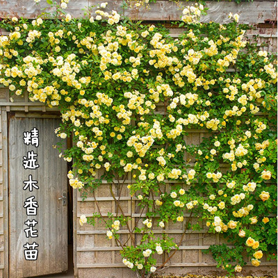 木香花苗攀爬藤植物庭院四季蔷薇浓香型黄红色木香七里香花卉盆栽