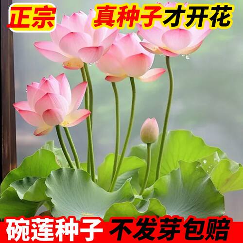 碗莲水培植物带花苞睡一叶