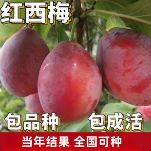 西梅树树苗南北方庭院地栽红西梅果树盆栽李子树苗嫁接当年结果