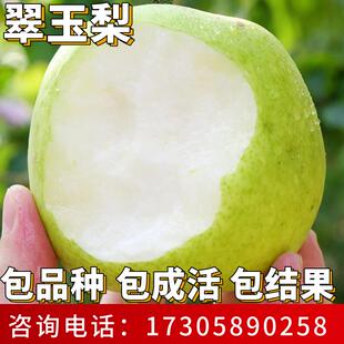 翠玉梨苗南北方种植耐寒特大梨树果苗活苗盆栽嫁接早熟当年结果