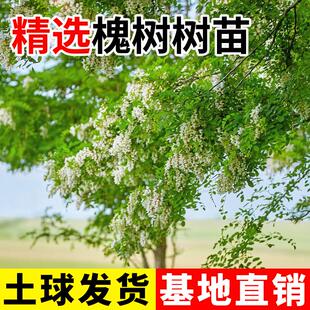 槐树苗国槐别墅庭院风景大树绿化木四季常青植物南北方种植黄金槐