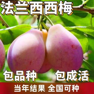法兰西西梅苗南北方庭院地栽李子西梅树树苗盆栽嫁接果树当年结果