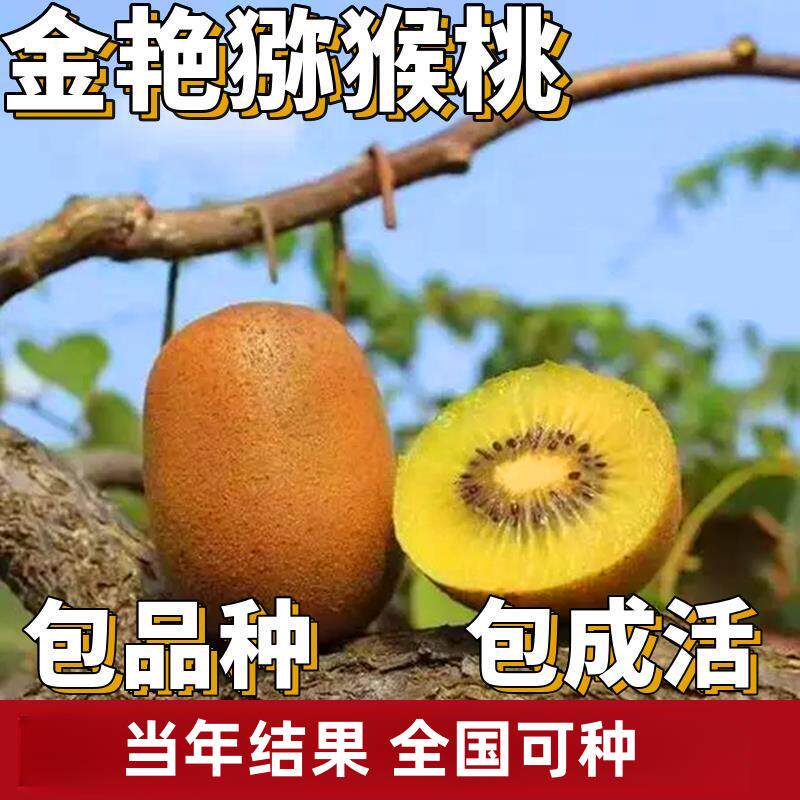 金艳猕猴桃苗南北方庭院地栽爬藤果树果苗盆栽嫁接耐寒当年结果
