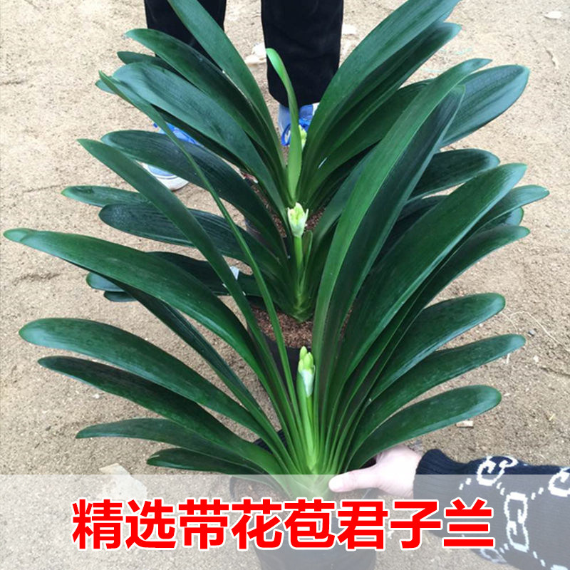 永福花乡园艺君子兰带苞图片