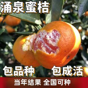 涌泉蜜桔苗南北方蜜橘地栽无籽果树果苗盆栽嫁接桔子树苗当年结果