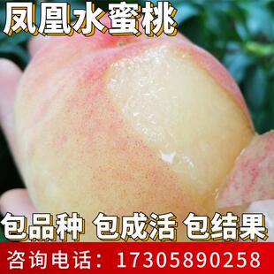 凤凰水蜜桃苗南北方种植耐寒桃树果苗大树盆栽嫁接活苗当年结果