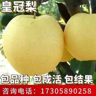 皇冠梨苗南北方种植耐寒大树梨树果苗活苗盆栽嫁接早熟当年结果
