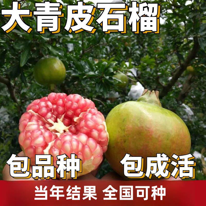 大青皮甜石榴苗南北方庭院地栽果树盆栽嫁接四季石榴树苗当年结果