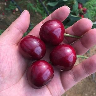 樱桃树苖美早车厘子烟台大樱桃苖嫁接果树苖南方北方种植当年结果