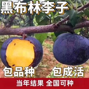 黑布林大李子树苗南北方庭院地栽特大果树盆栽嫁接脱骨脆当年结果