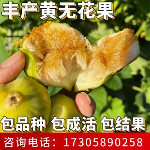 丰产黄无花果苗南北方特大号果树苗阳台嫁接盆栽老桩耐寒当年结果