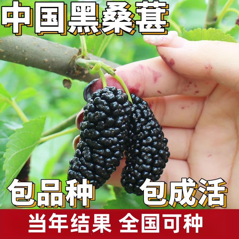 黑桑葚树苗南北方庭院地栽特大果树盆栽嫁接果桑苗耐寒当年结果