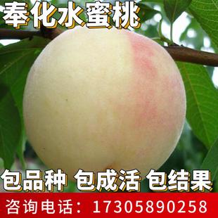 奉化水蜜桃苗南北方种植耐寒桃树果苗大树盆栽嫁接活苗当年结果
