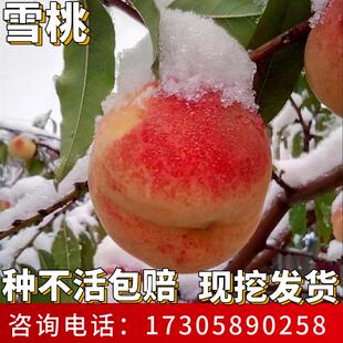 雪桃树果苗南北方种植耐寒特大号晚熟甜脆桃果树盆栽嫁接当年结果