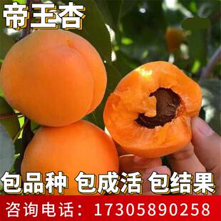 帝王杏苗南北方耐寒果树特大号杏树果苗盆栽嫁接早熟杏子当年结果