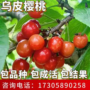 乌皮樱桃树苗南北方耐寒大树老品种果树果苗盆栽嫁接矮化当年结果