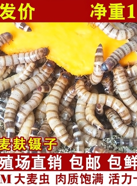 大麦虫活虫鲜活面包虫大号黄粉虫金龙鱼鱼食八哥画眉鸟食活体虫子