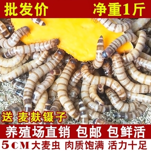 大麦虫活虫鲜活面包虫大号黄粉虫金龙鱼鱼食八哥画眉鸟食活体虫子