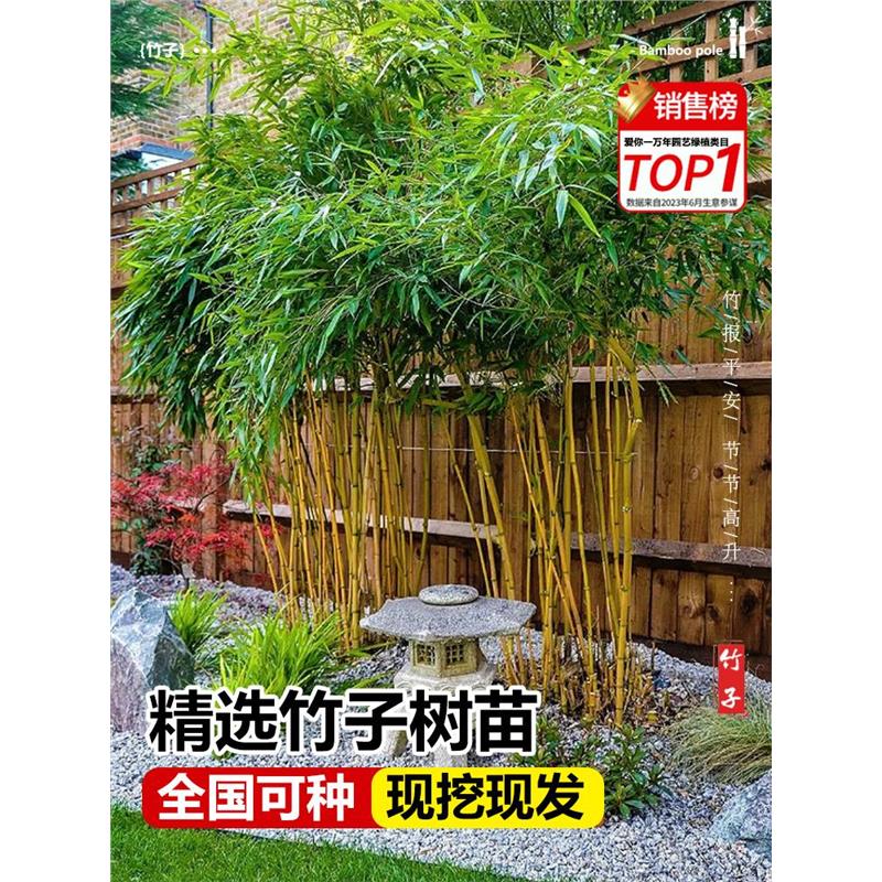 竹子苗庭院四季耐寒植物室
