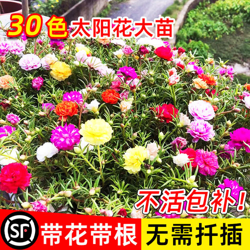 重瓣太阳花盆栽苗大带根苞