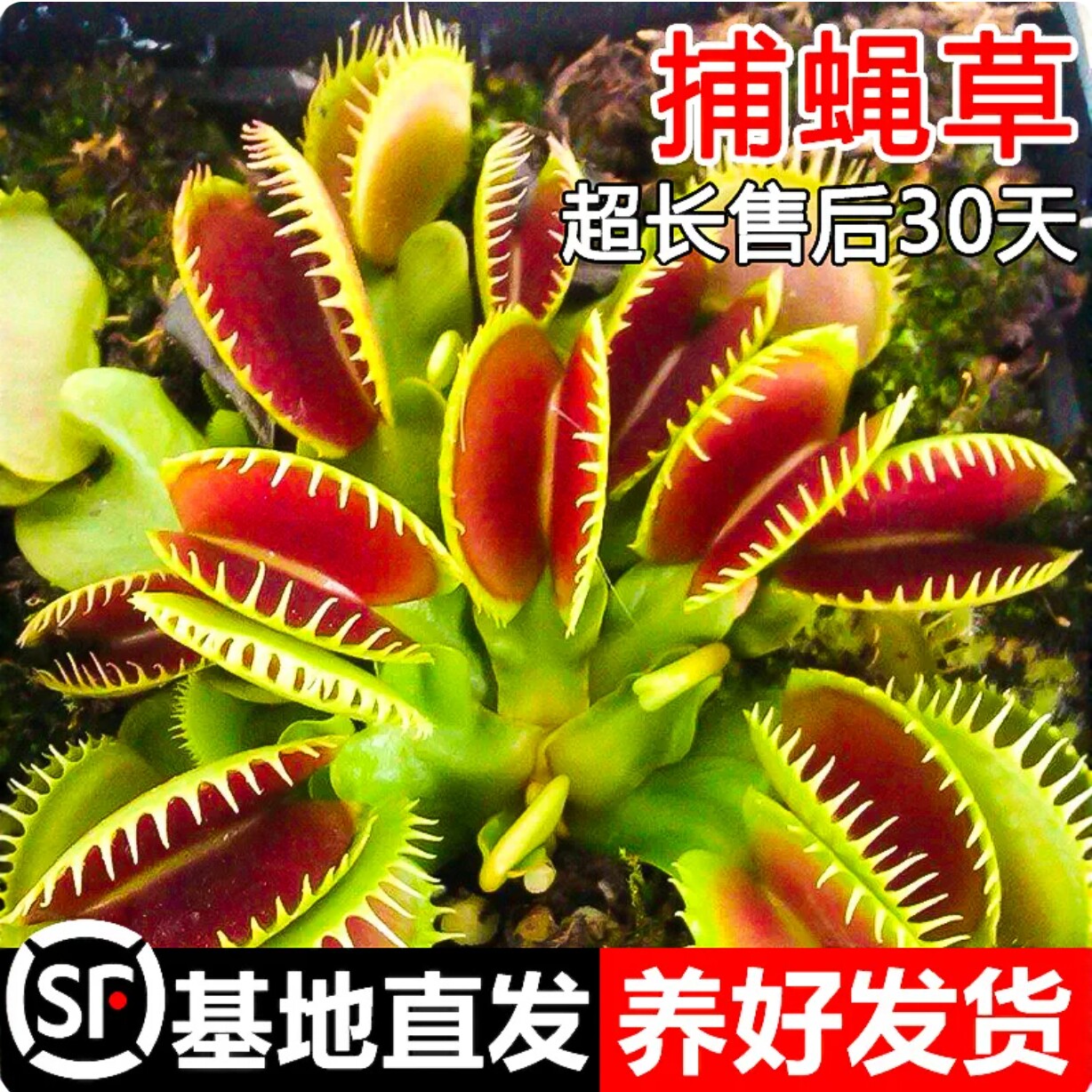 超大捕蝇草盆栽猪笼草食虫食人花卉水培植物茅膏菜驱蚊绿植捕虫草
