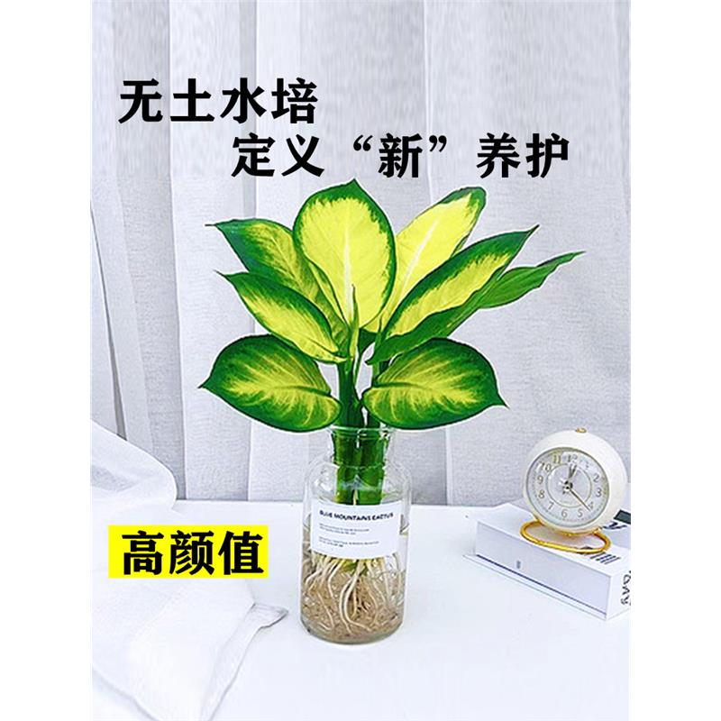 水培植物玛丽安盆栽花叶万