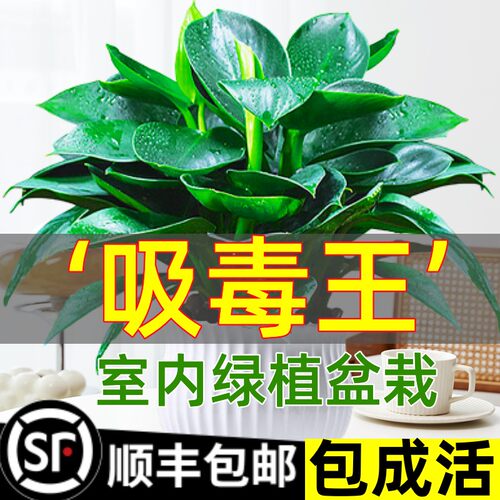 铂金钻盆栽绿萝箩花卉植物