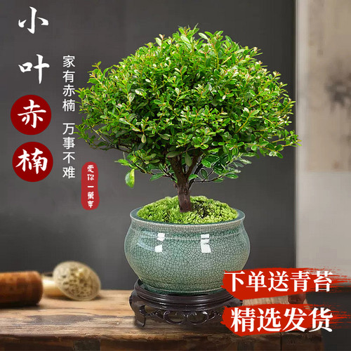 小叶赤楠老桩盆景苗植物花
