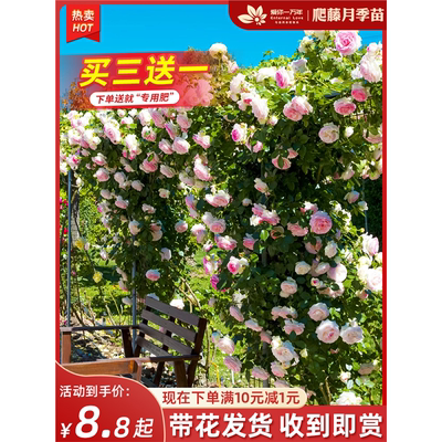 蔷薇花大苗爬藤月季四开本