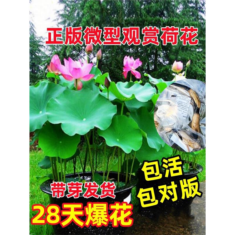 荷花种根苗水培观赏藕盆栽