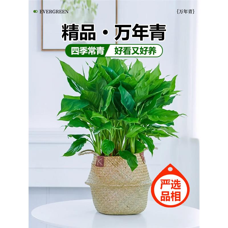万年青盆栽室内四季常青新家吸甲醛净化空气易活耐寒耐热好养绿植