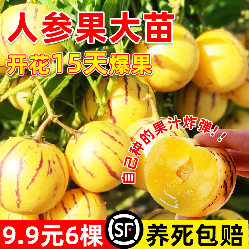 人参果树苗盆栽生长寿大秧
