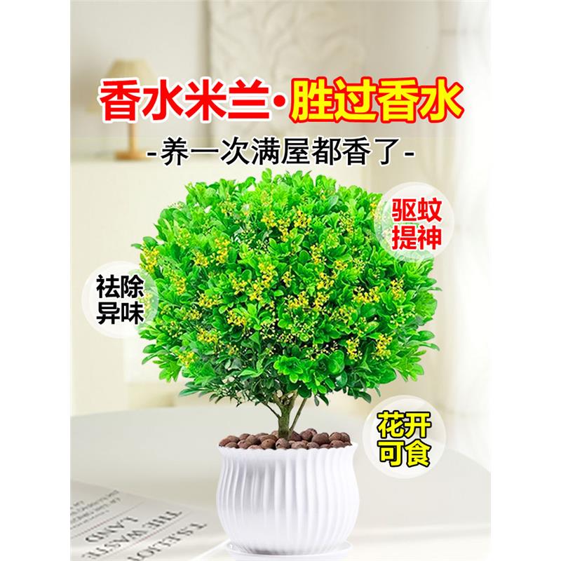 香水米兰花盆栽茉莉花卉植物室内驱蚊绿植浓香四季开花苗阳台好养
