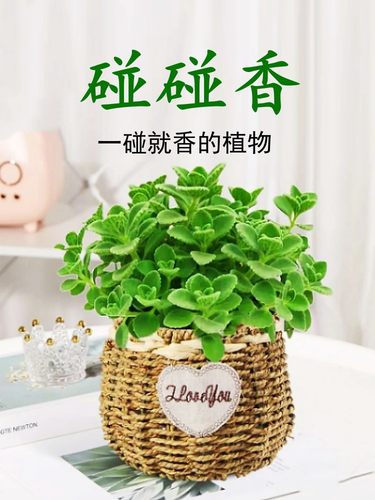 碰香盆栽可食用绿植驱蚊提