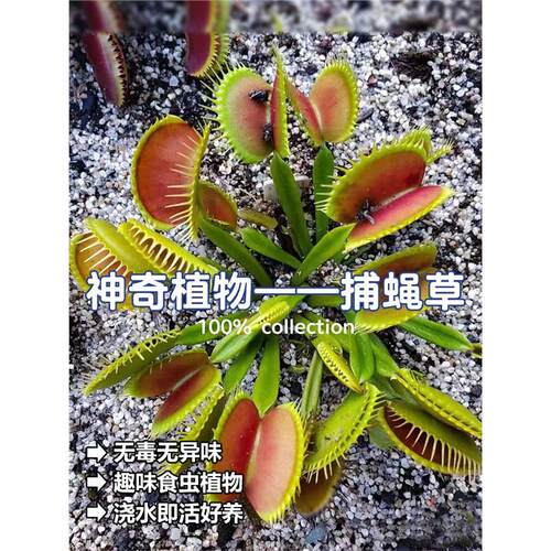捕蝇草猪笼食虫人花驱蚊超