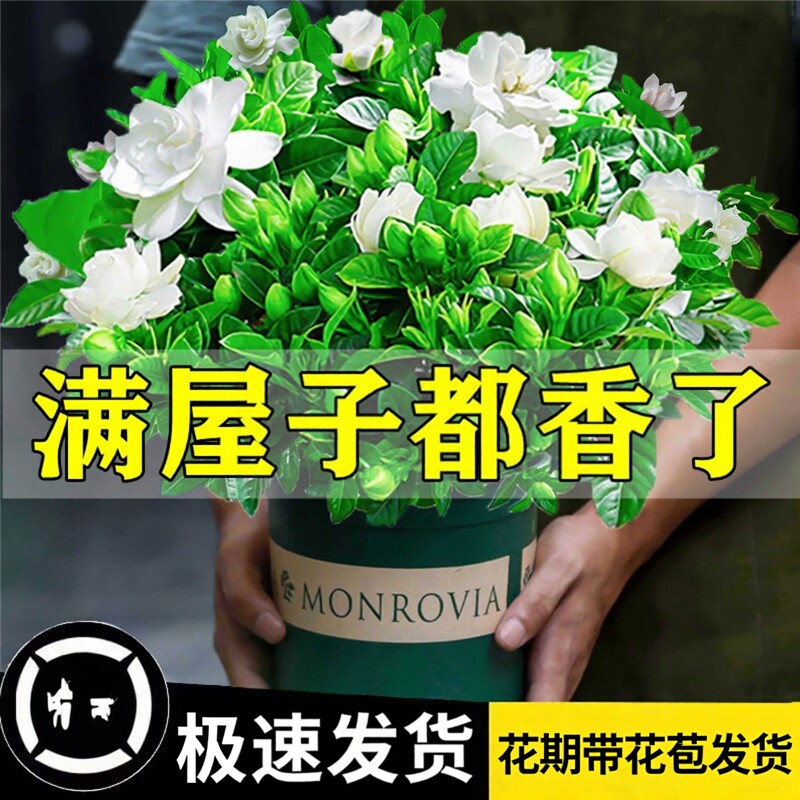 栀子花盆栽植物阳台四季图片