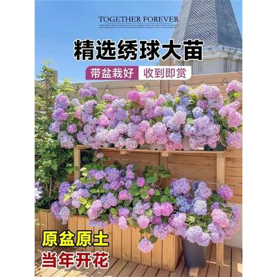 绣球花苗植物无尽夏开好养