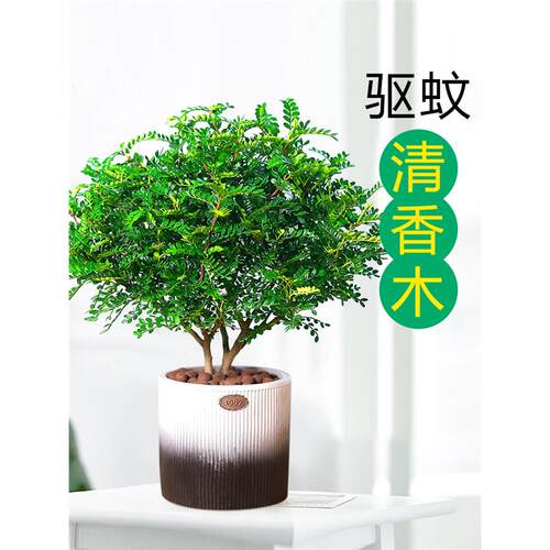 防驱蚊草植物正宗胡椒清香