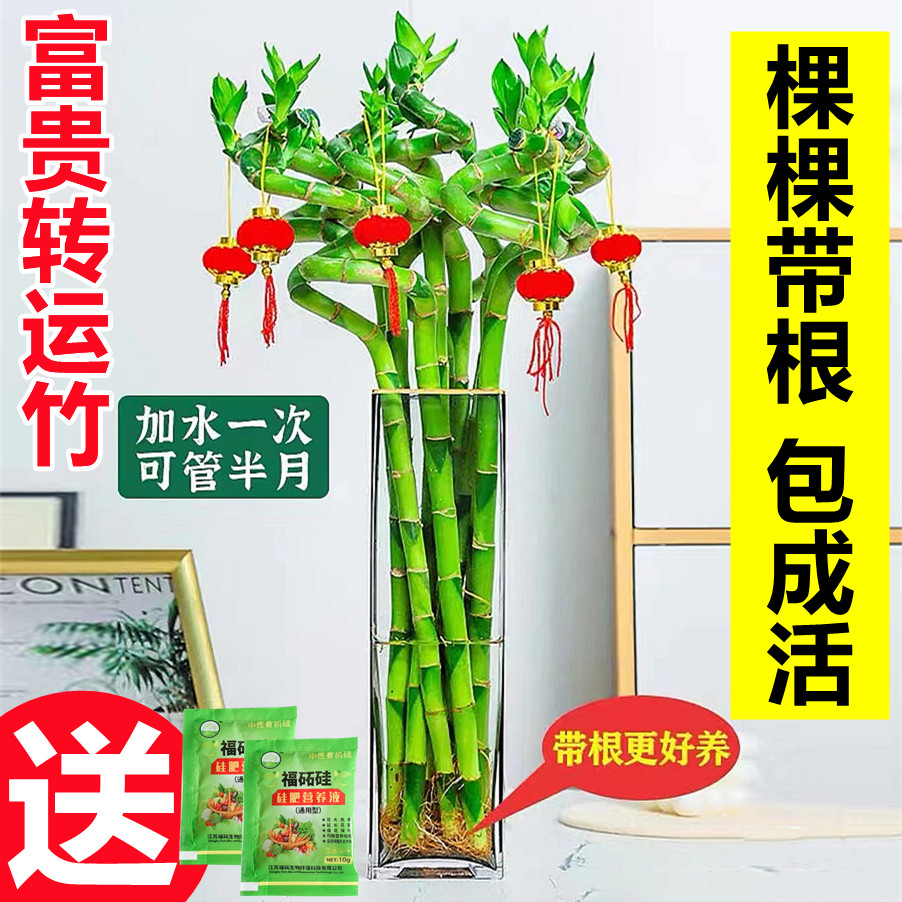 带根富贵竹水培植物转运养