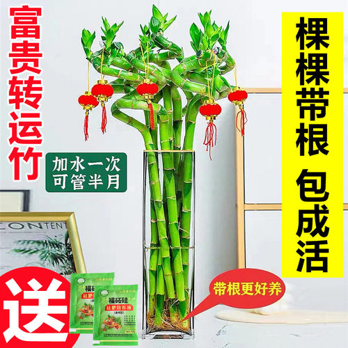 带根富贵竹水培植物转运养