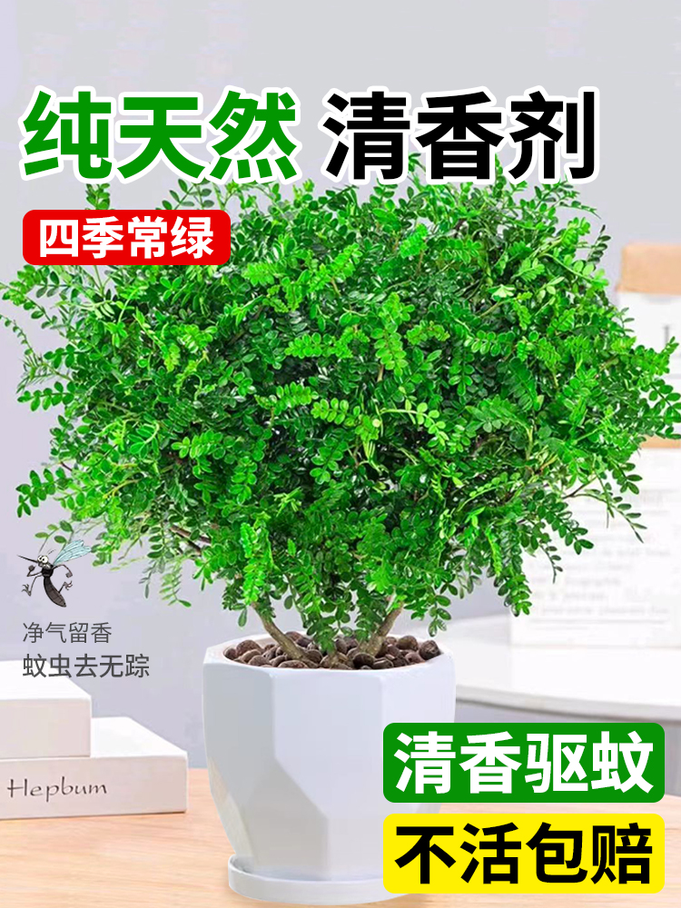 正宗清香胡椒木盆栽花卉室