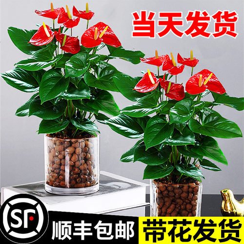 水培红掌白盆栽一帆风顺花