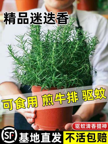 迷迭香苗盆栽可食用驱蚊植